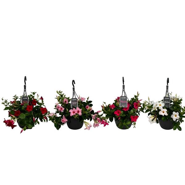<h4>Mandevilla Sundaville mélangé</h4>