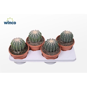 Ferocactus Glaucescends Inermis