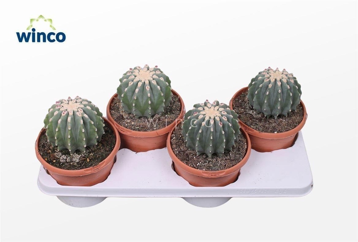 <h4>Ferocactus Glaucescends Inermis</h4>