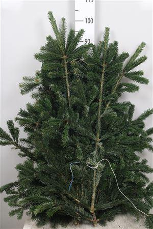 <h4>Abies Nordman Kilo</h4>