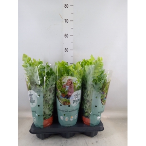 Phlebodium aureum 'Davana'