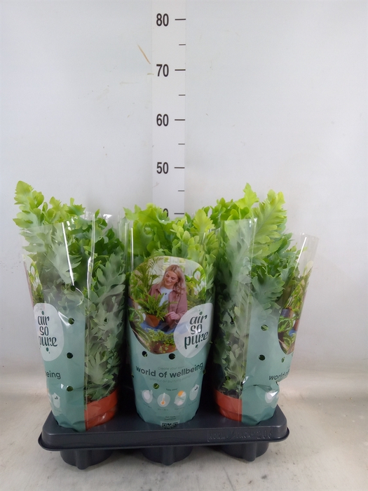 <h4>Phlebodium aureum 'Davana'</h4>