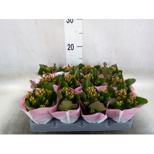 Kalanchoe  'Else Flowers Oakley'