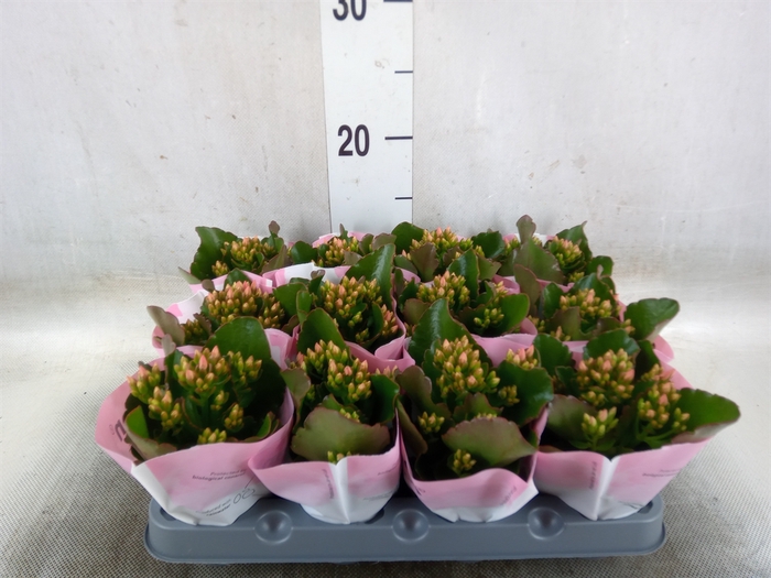 <h4>Kalanchoe  'Else Flowers Oakley'</h4>