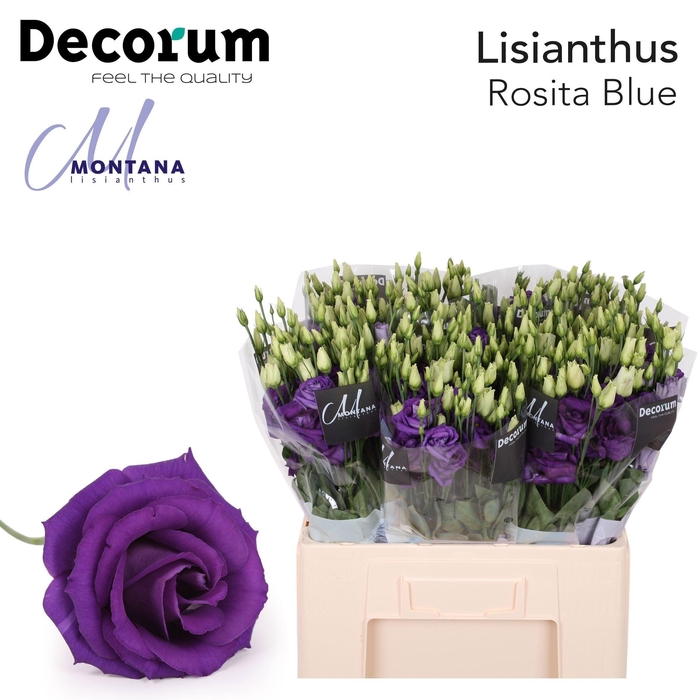 <h4>Lisianthus Rosita blue 60cm</h4>