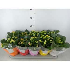 Kalanchoe blos. 'Perfecta'  ..mix 5