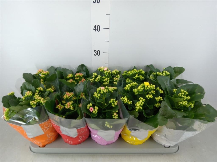<h4>Kalanchoe blos. 'Perfecta'  ..mix 5</h4>
