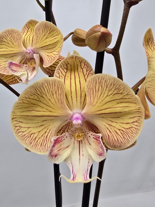 <h4>Limited 36 week 9</h4>