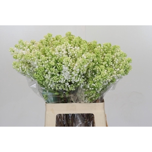 Lilac Vulg Madame Florent Stepman