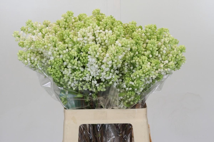 <h4>Lilac Vulg Madame Florent Stepman</h4>