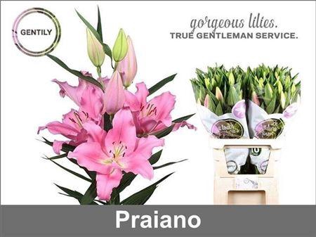 <h4>Li Or Praiano 5+</h4>