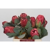 Protea Grandiceps