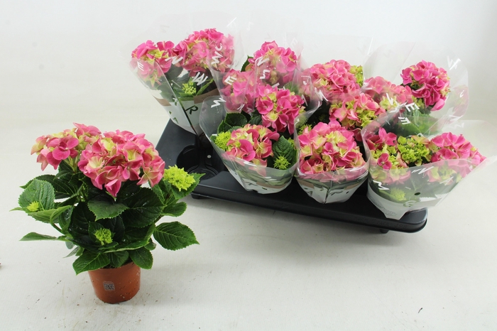 <h4>HYDR M EARLY ROSA</h4>