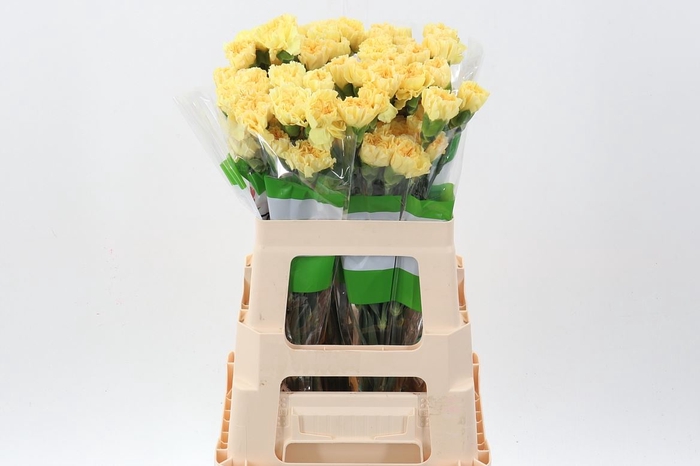 <h4>Dianthus ST 'Golden Gate'</h4>