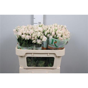 R Tr Royal Porcelina