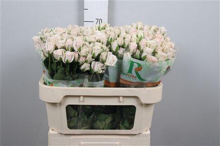 <h4>R Tr Royal Porcelina</h4>