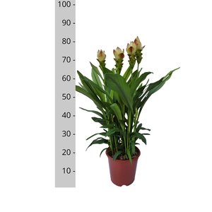 Curcuma alism. 'Siam Solar'