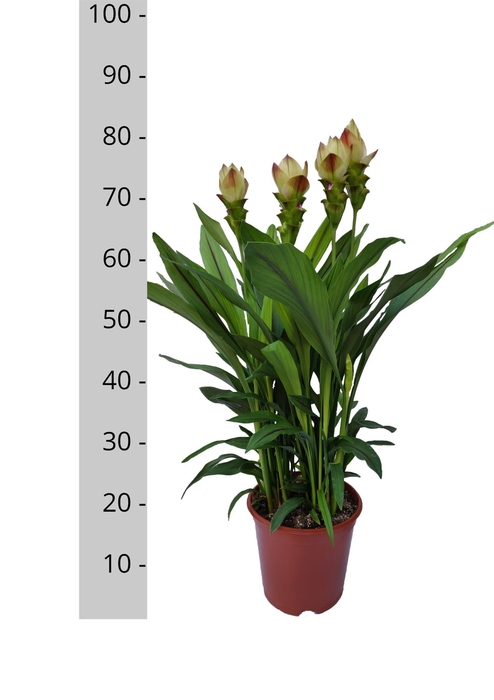 <h4>Curcuma alism. 'Siam Solar'</h4>