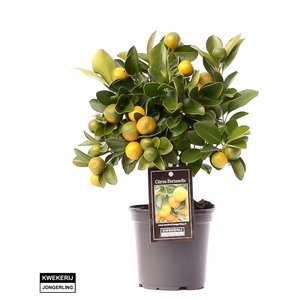 Citrus Calamondin op stam