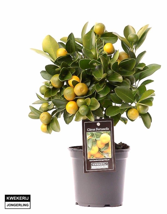 <h4>Citrus Calamondin op stam</h4>