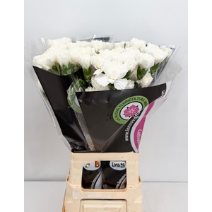 Dianthus St Holly (import) Col.
