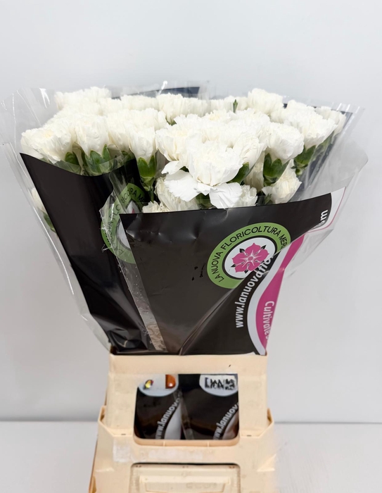 <h4>Dianthus St Holly (import) Col.</h4>