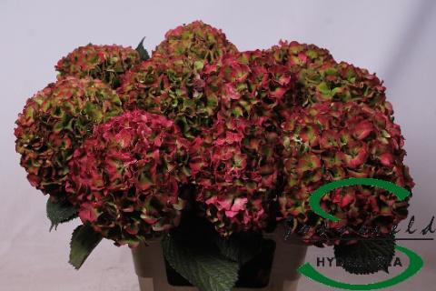 <h4>HYDR M GLOW ALPS CL</h4>