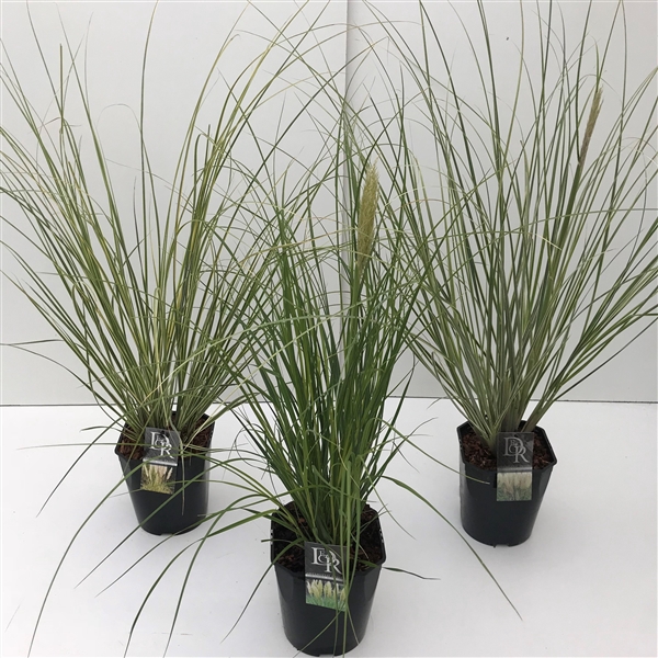 <h4>Graminées Cortaderia sell. Mix</h4>