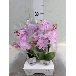 Phalaenopsis   ...mini