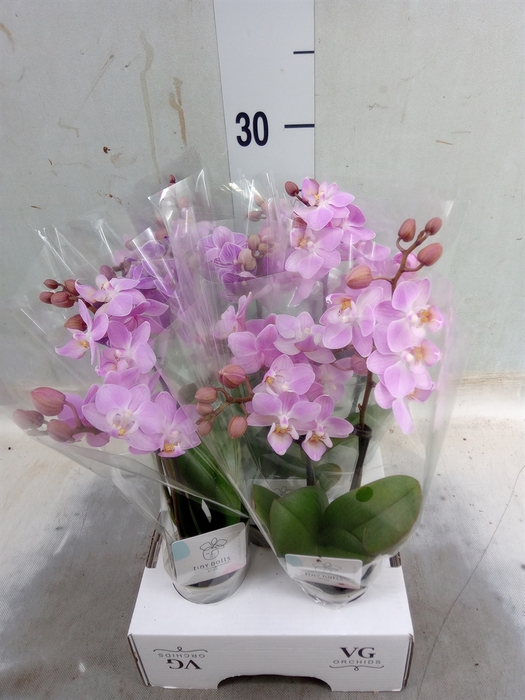<h4>Phalaenopsis   ...mini</h4>