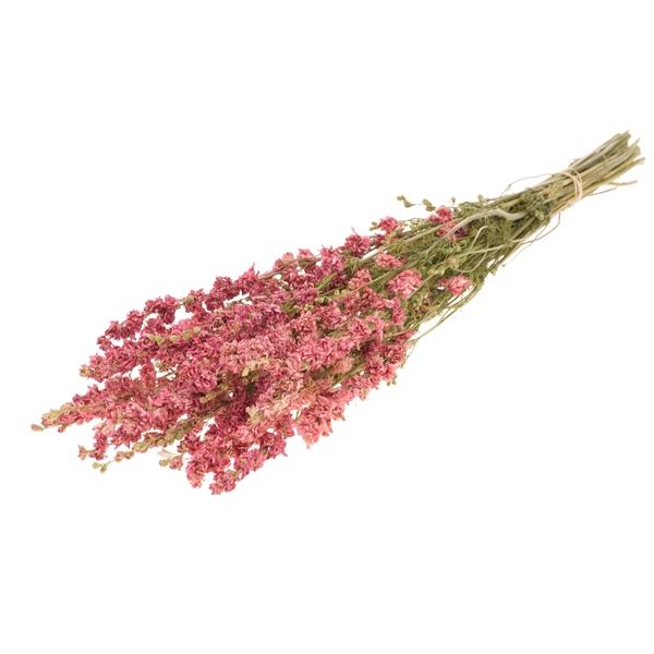 <h4>Delphinium Natural Pink</h4>