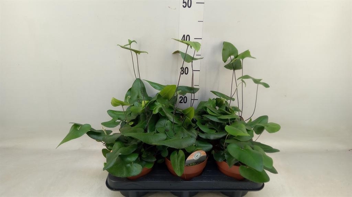 <h4>Hemionitis arifolia</h4>