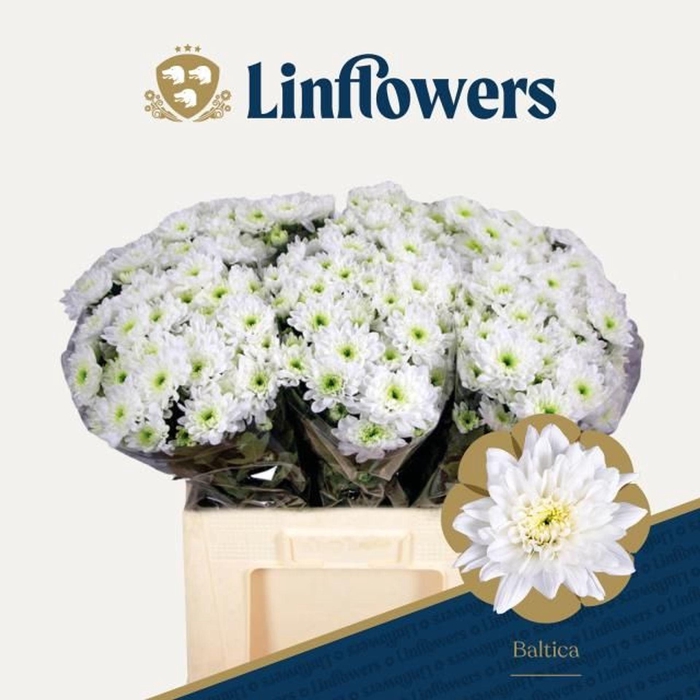 <h4>Chr tr Baltica</h4>