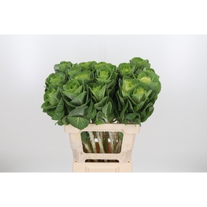 Brassica White Crane