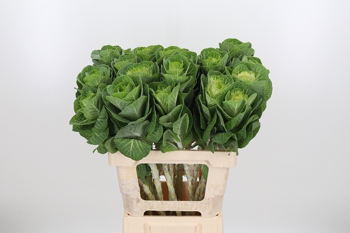 <h4>Brassica White Crane</h4>