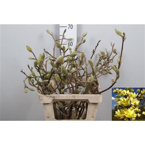 Magnolia Grandi Yellow