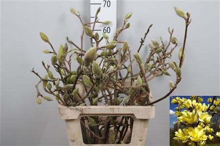 <h4>Magnolia Grandi Yellow</h4>