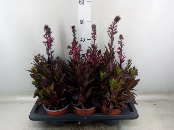 <h4>Lobelia erin.   ...</h4>