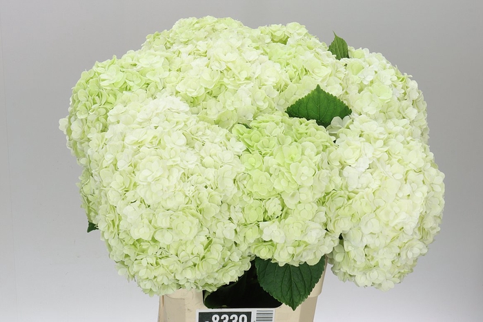 <h4>Hyd Highness Classic</h4>
