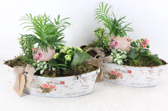 <h4>arr2 TD - Rozen boot - roze/wit</h4>