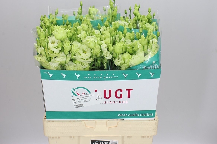 <h4>Eust Du Alissa Green</h4>