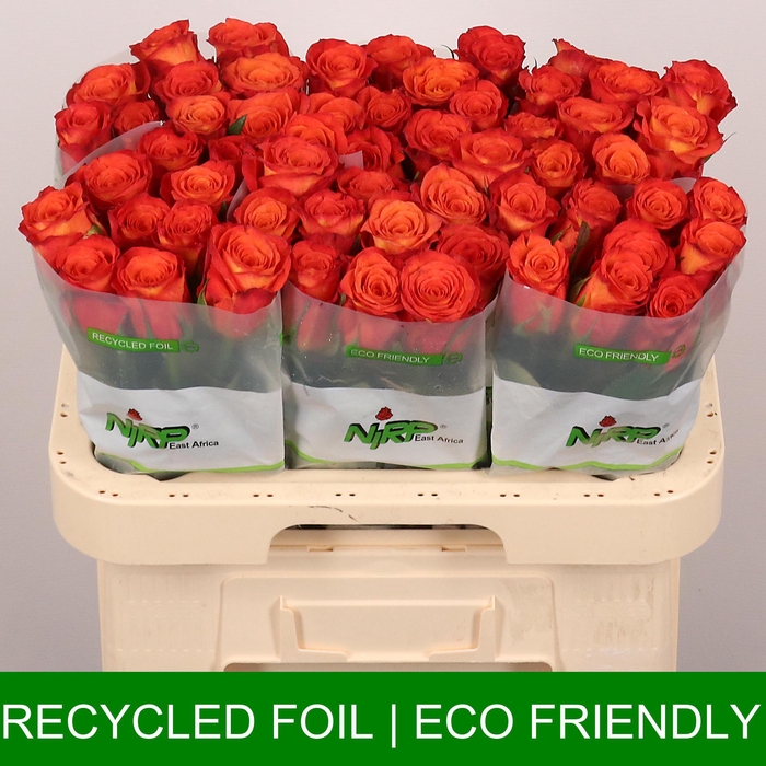 <h4>R GR CURACAO</h4>