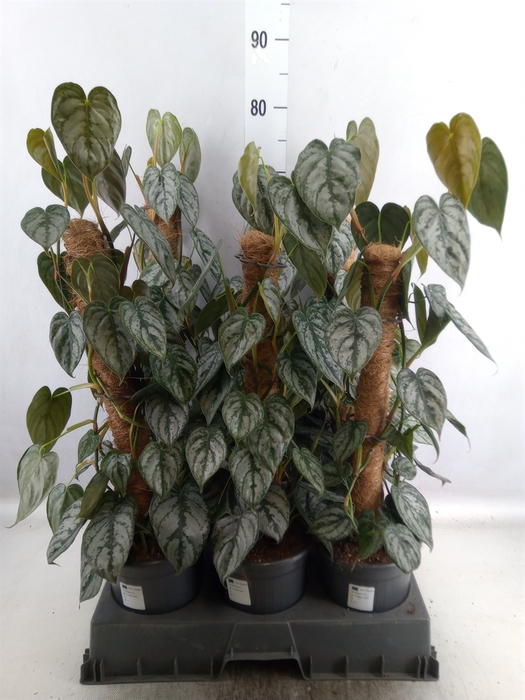 <h4>Philodendron brandtianum</h4>
