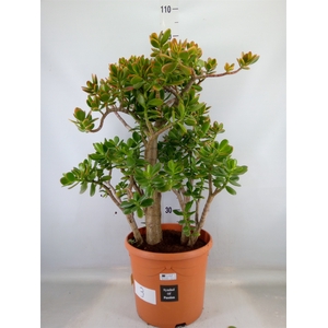 Crassula ovata 'Sunset'