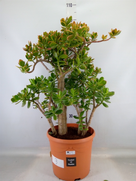 <h4>Crassula ovata 'Sunset'</h4>