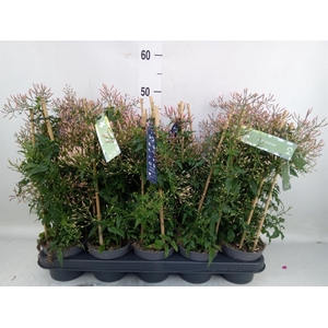 Jasminum polyanthum