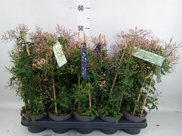 <h4>Jasminum polyanthum</h4>