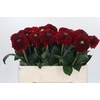 Dahlia Red Fox