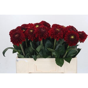 Dahlia Red Fox