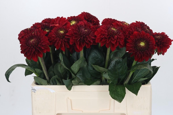 <h4>Dahlia Red Fox</h4>